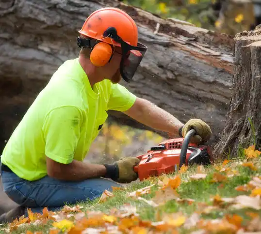 tree services Dilworth